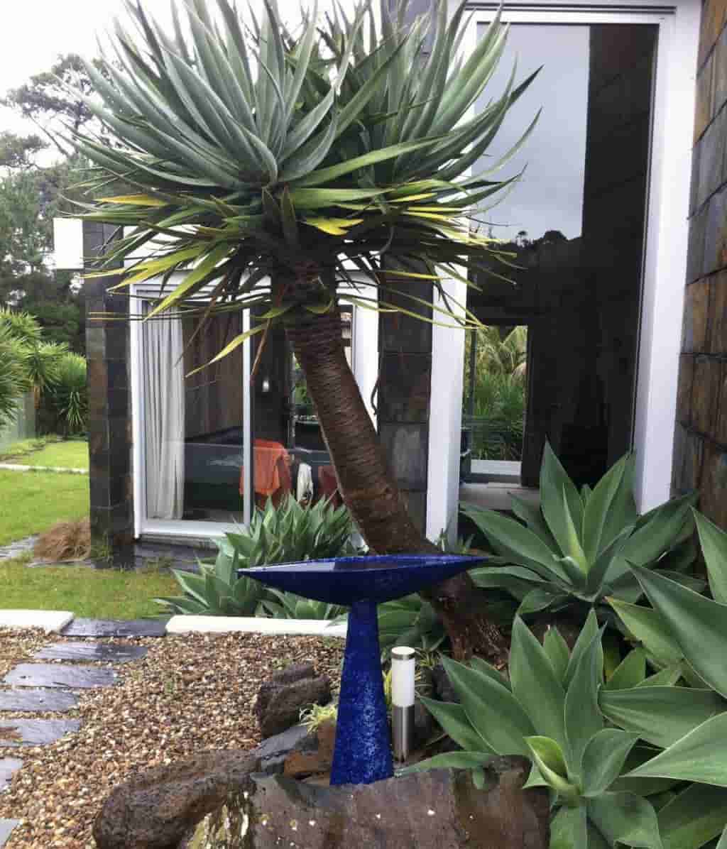 泊于林海的永恒之舟 艺术家晨晓的新西兰自然主义建筑宣言(图6)